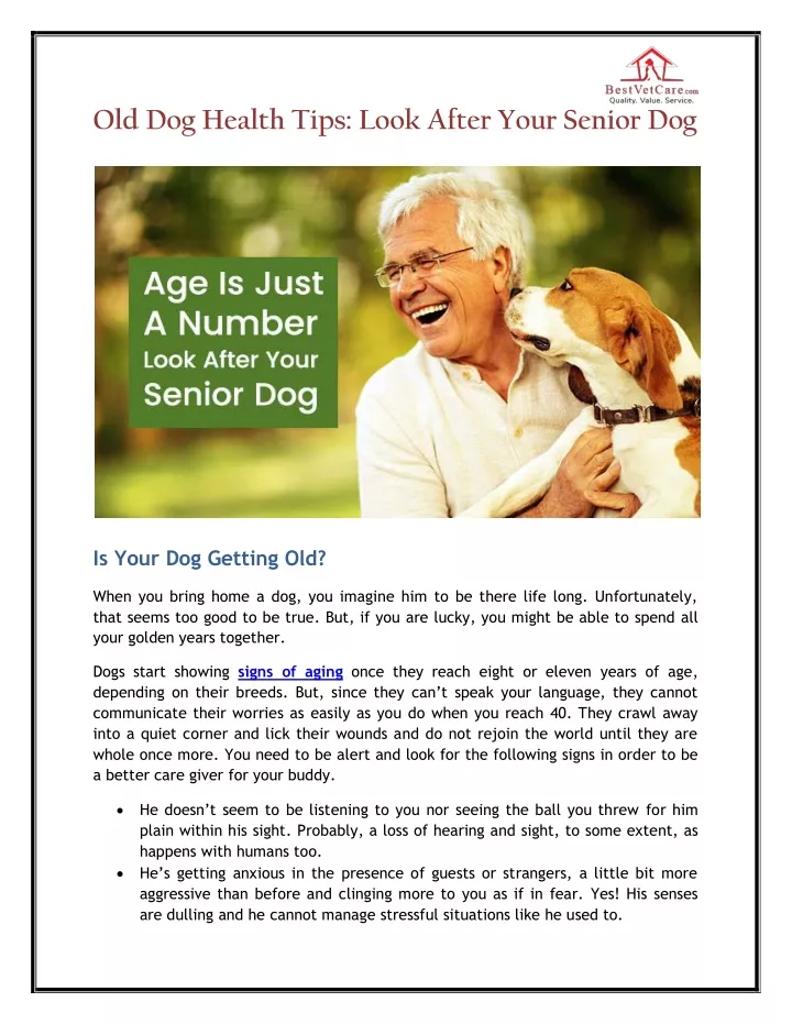 old dog health tips look after your senior dog