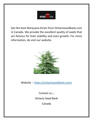 get the best marijuana strain from
