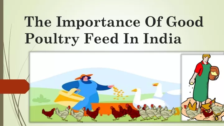 the importance of good poultry feed in india