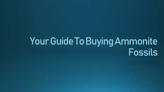 your guide to buying ammonite fossils