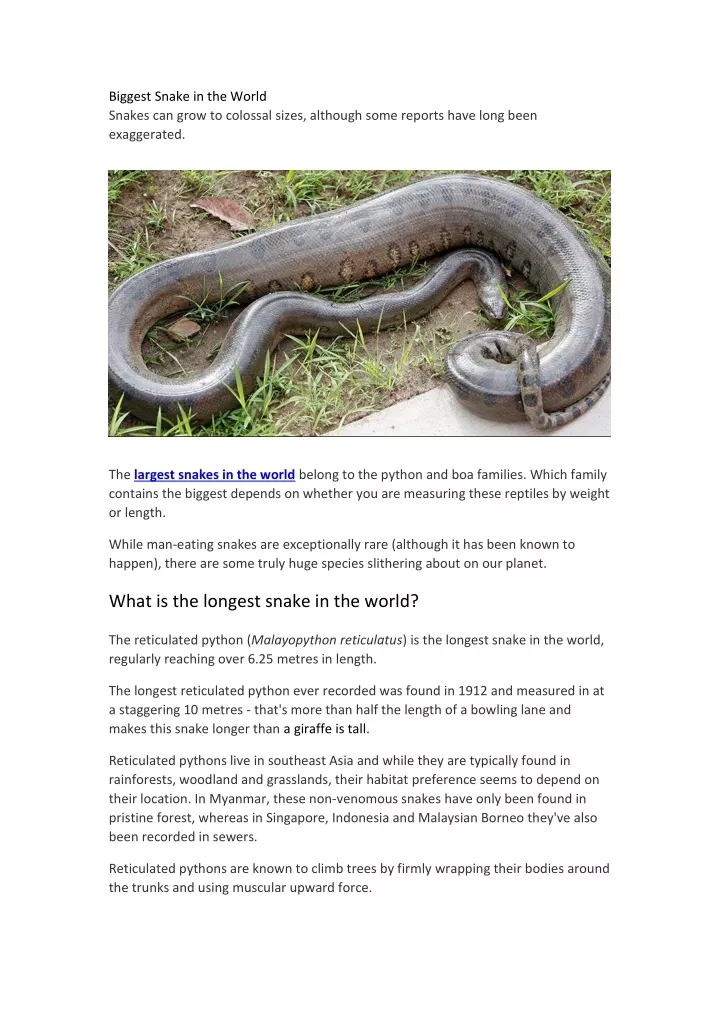 biggest snake in the world snakes can grow