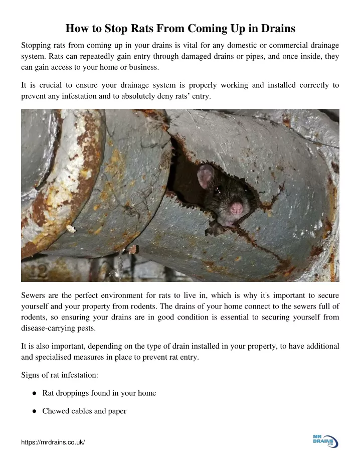 how to stop rats from coming up in drains
