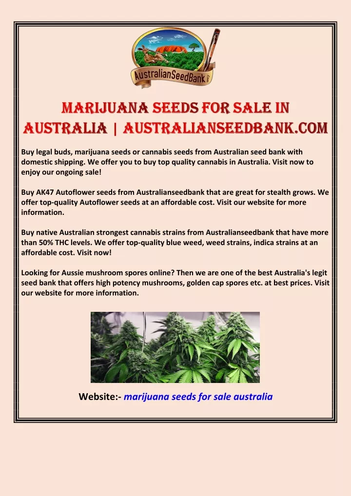 buy legal buds marijuana seeds or cannabis seeds
