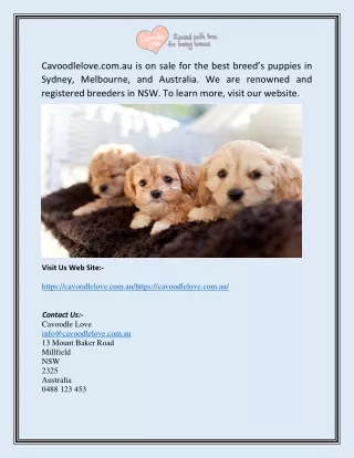 Cavoodle Breeders Australia | Cavoodlelove.com.au