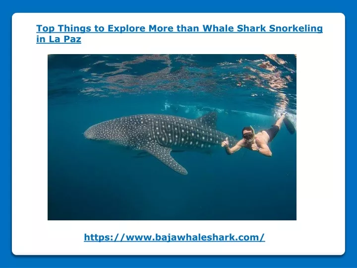 top things to explore more than whale shark