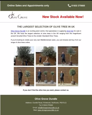 THE LARGEST SELECTION OF OLIVE TREE IN UK