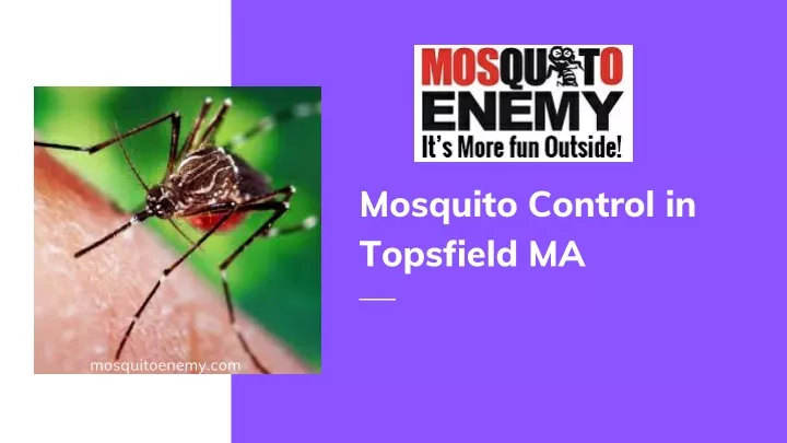mosquito control in topsfield ma