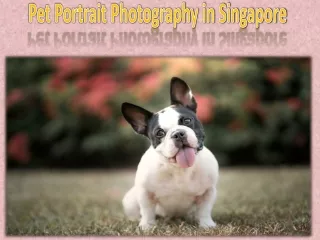 pet portrait photography in singapore