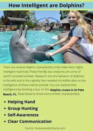 How Intelligent are Dolphins?