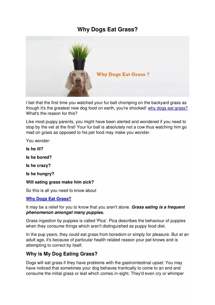 why dogs eat grass