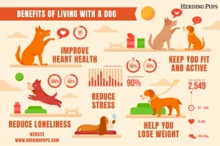 Benefits of Living with Dog | Herdingpups