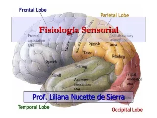 Sistema Sensorial