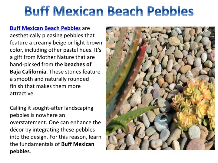 buff mexican beach pebbles