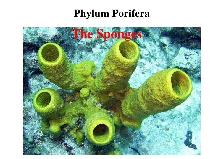 phylum porifera
