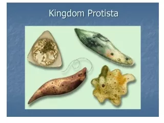 Phylum Protista