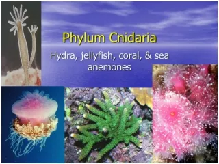 Phylum Cnidaria presentation