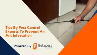 Tips By Pest Control Experts To Prevent An Ant Infestation