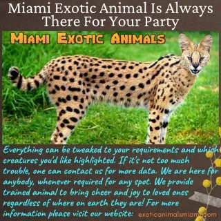 Miami Exotic Animal Is Always There For Your Party