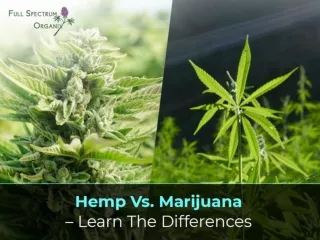 Hemp Vs. Marijuana – Learn The Differences