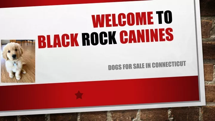 welcome to black rock canines