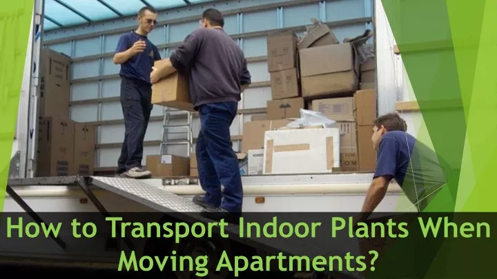 how to transport indoor plants when moving apartments