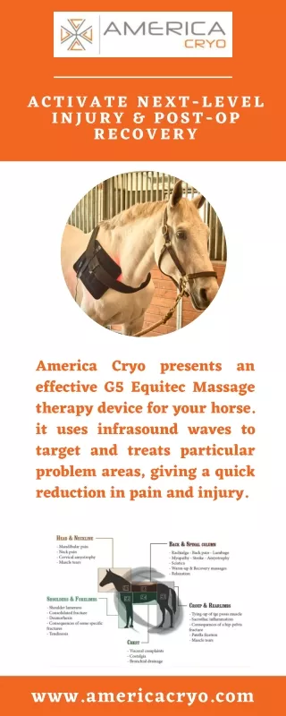 Equine therapy devices