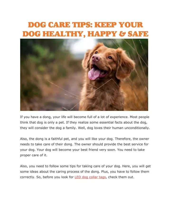 dog care tips keep your dog healthy happy safe