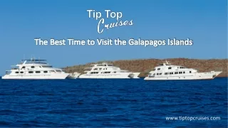 The Best Time to Visit the Galapagos Islands