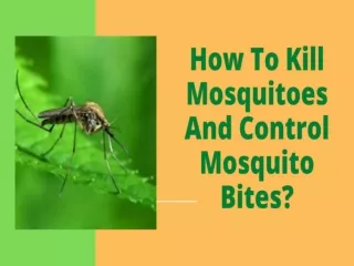 How To Kill Mosquitoes And Control Mosquito Bites