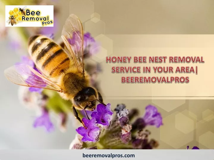 honey bee nest removal service in your area