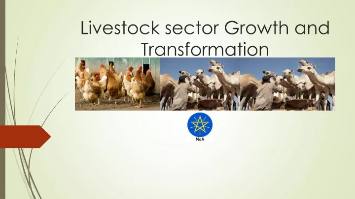 livestock sector growth and transformation