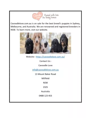 Cavoodles For Sale Sydney | Cavoodlelove.com.au