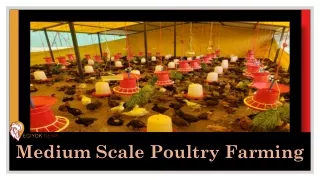 Medium Scale Poultry Farming  | EGIYOK NEWS