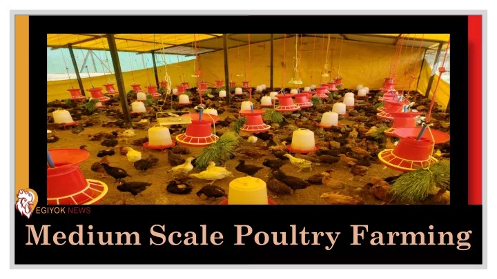 medium scale poultry farming
