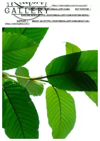 White Vein Kratom