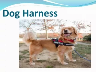 Service Dog Harness - Paw-five