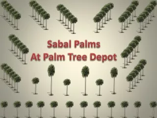 Sabal Palms in North Carolina at Palm Tree Depot