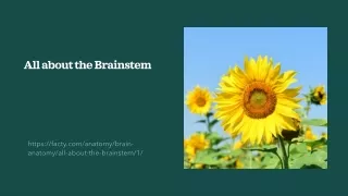 all about the brainstem