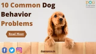 10 common dog behavior problems