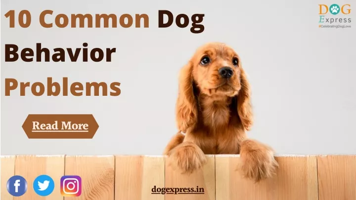 10 common dog behavior problems