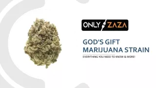 Shop God's Gift Marijuana Strain in Washington DC | Only Zaza