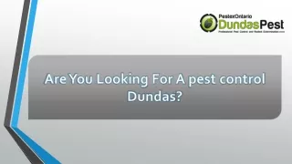 pest control Dundas