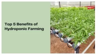 Top 5 benefits of hydroponic farming