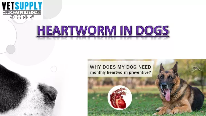 heartworm in dogs