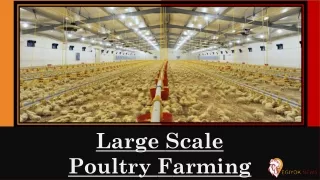 LARGE SCALE POULTRY FRAMING IN INDIA | EGIYOK NEWS
