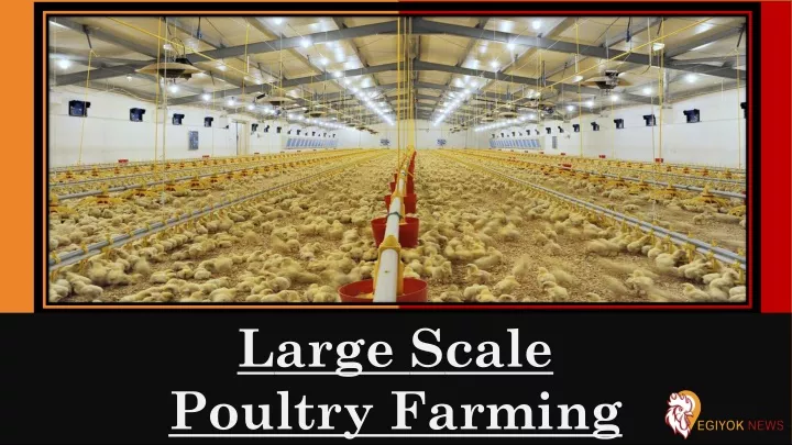 large scale poultry farming