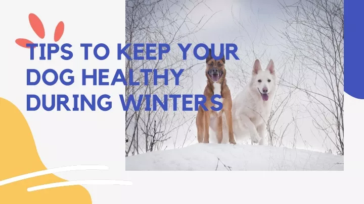 tips to keep your dog healthy during winters