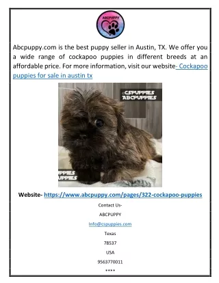 abcpuppy com is the best puppy seller in austin