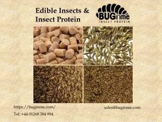 edible insects insect protein