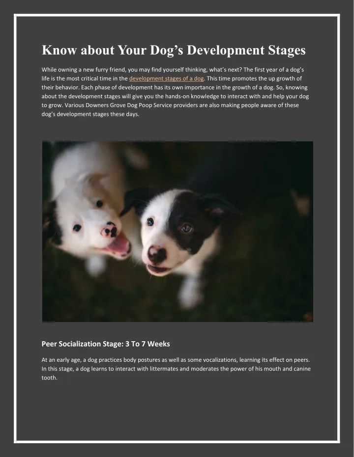 know about your dog s development stages